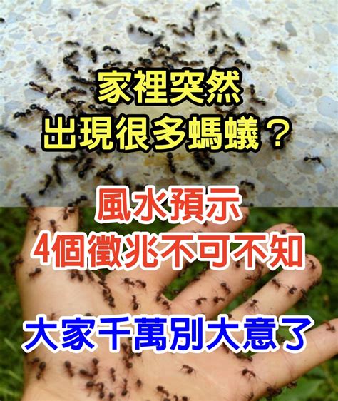 家裡有小螞蟻|家中突然出現很多小螞蟻怎麼辦？專家教你五招消滅家中小螞蟻、。